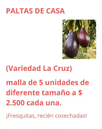 Palta La Cruz fresca en malla de 5 unidades - miniatura 1