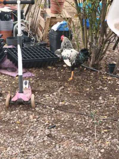 Gallo juvenil - miniatura 1