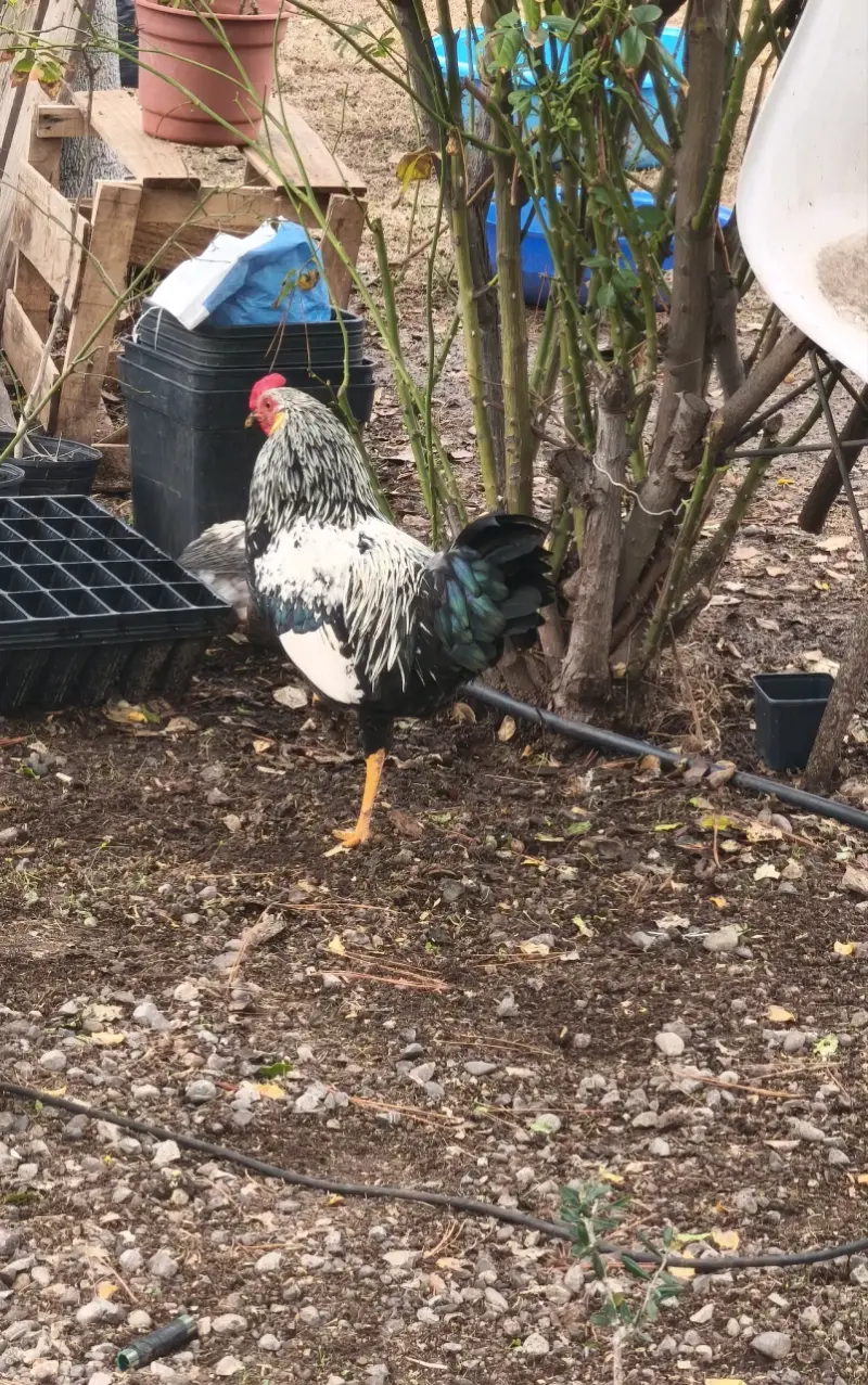 Gallo juvenil - 2