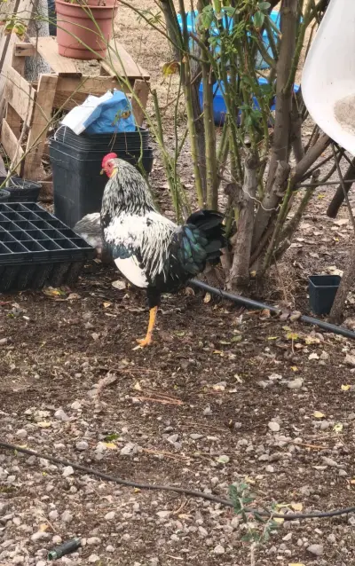 Gallo juvenil - miniatura 2
