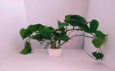 Planta De Interior Filodendro Corazón - miniatura 1