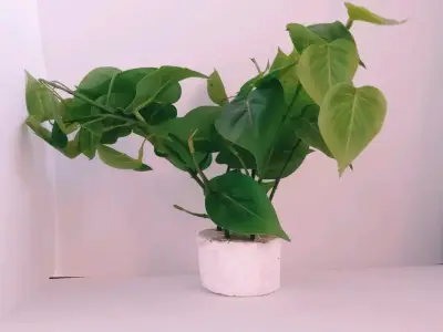Planta De Interior Filodendro Corazón - miniatura 3