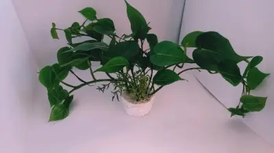 Planta De Interior Filodendro Corazón - miniatura 6