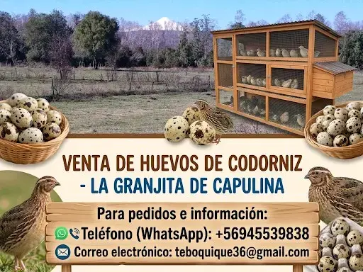 Venta de huevos de codorniz frescos - 1