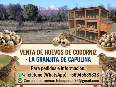 Venta de huevos de codorniz frescos - miniatura 1