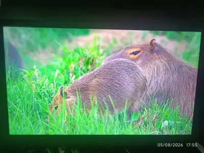 Televisor Hisense QLED de 50 pulgadas Smart tv - miniatura 1