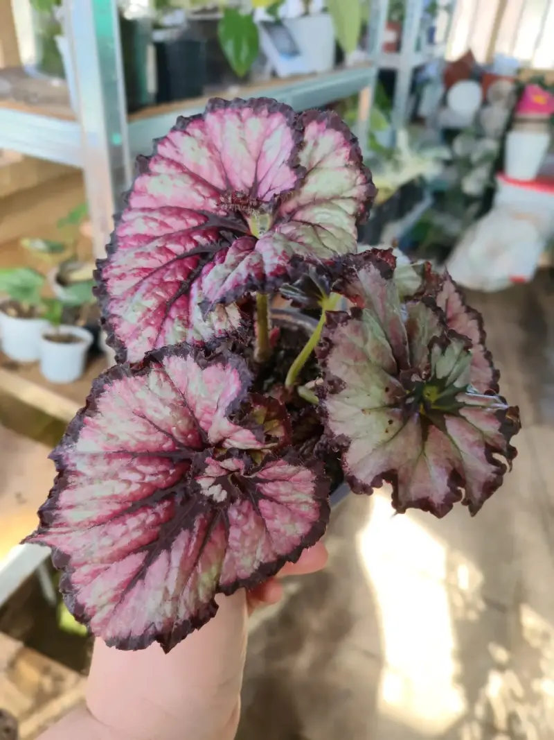Planta Begonia Rex variedades - 1