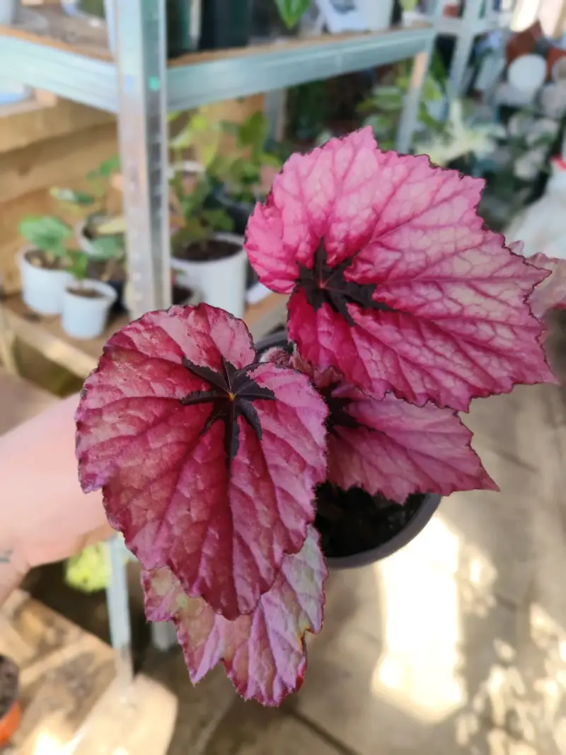 Planta Begonia Rex variedades - 2