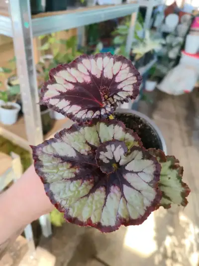 Planta Begonia Rex variedades - miniatura 3