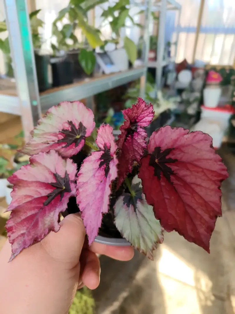 Planta Begonia Rex variedades - 4