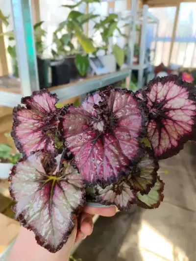 Planta Begonia Rex variedades - miniatura 5