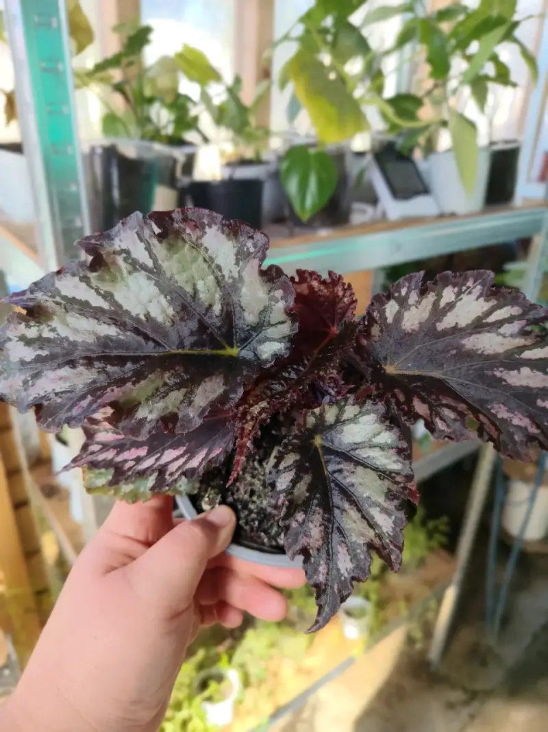 Planta Begonia Rex variedades - 6