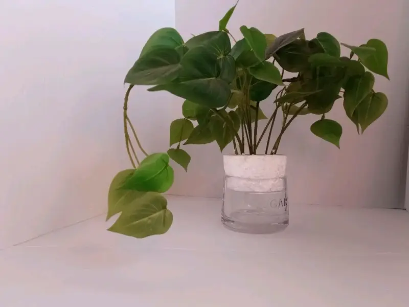Planta De Filodendro Cordatun - 1