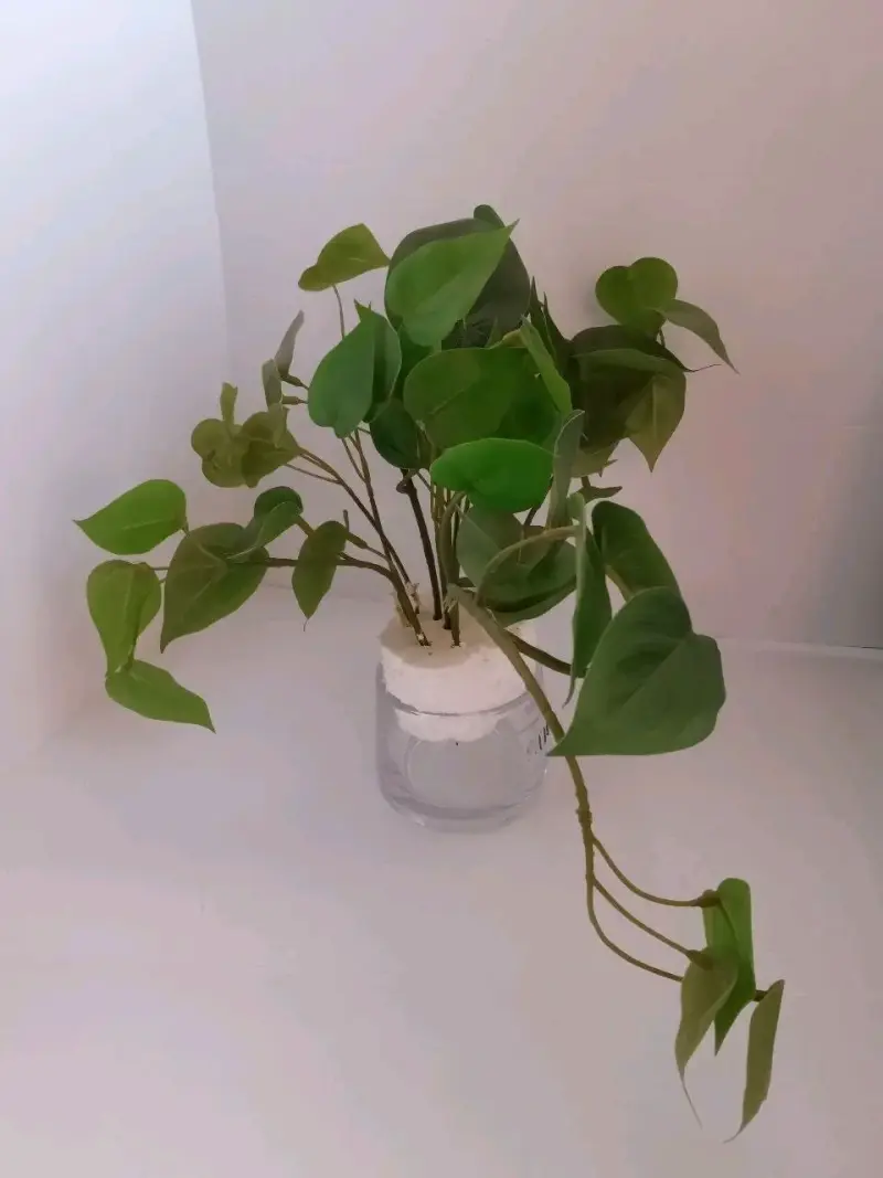 Planta De Filodendro Cordatun - 2