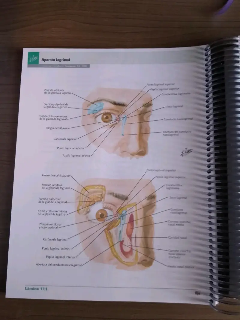 Netter Atlas de Anatomía Humana 8ª Edición - 2