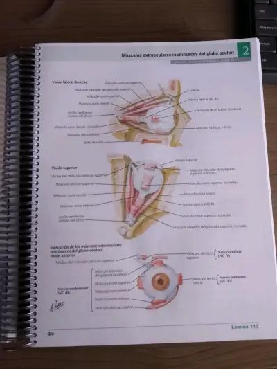 Netter Atlas de Anatomía Humana 8ª Edición - miniatura 3