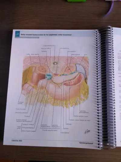 Netter Atlas de Anatomía Humana 8ª Edición - miniatura 4