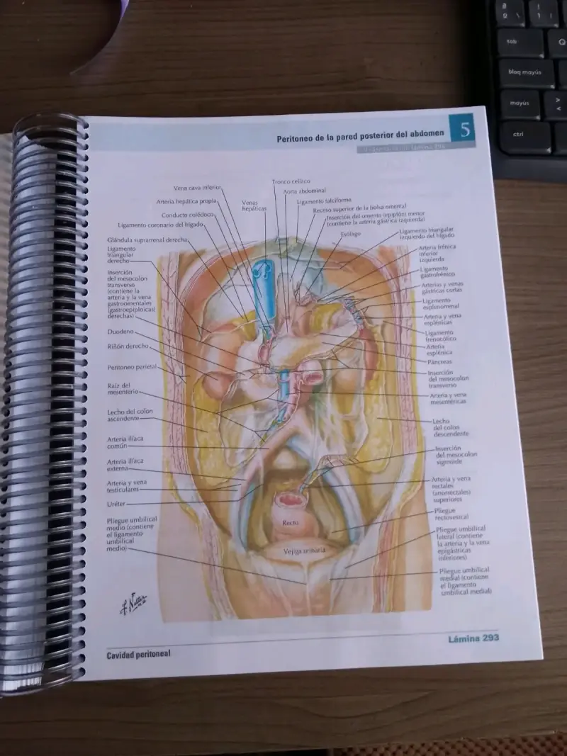Netter Atlas de Anatomía Humana 8ª Edición - 5