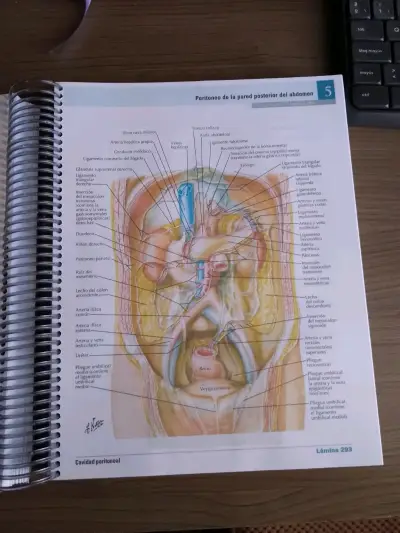 Netter Atlas de Anatomía Humana 8ª Edición - miniatura 5