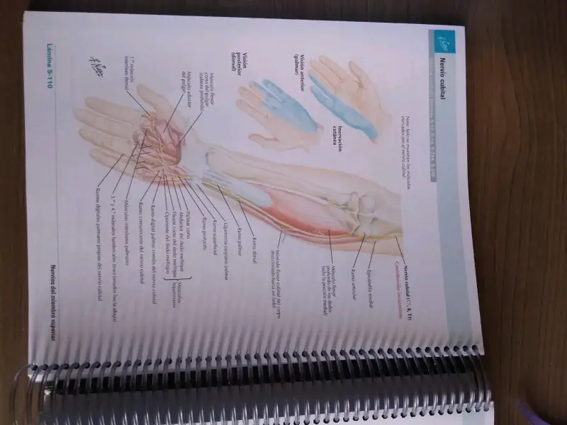 Atlas de Anatomía Humana Netter 8va Edición - 2