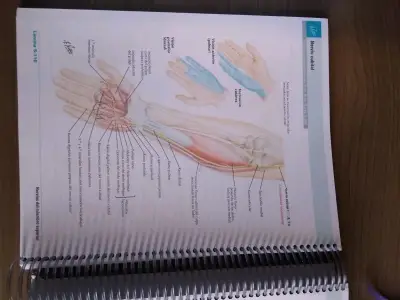 Atlas de Anatomía Humana Netter 8va Edición - miniatura 2