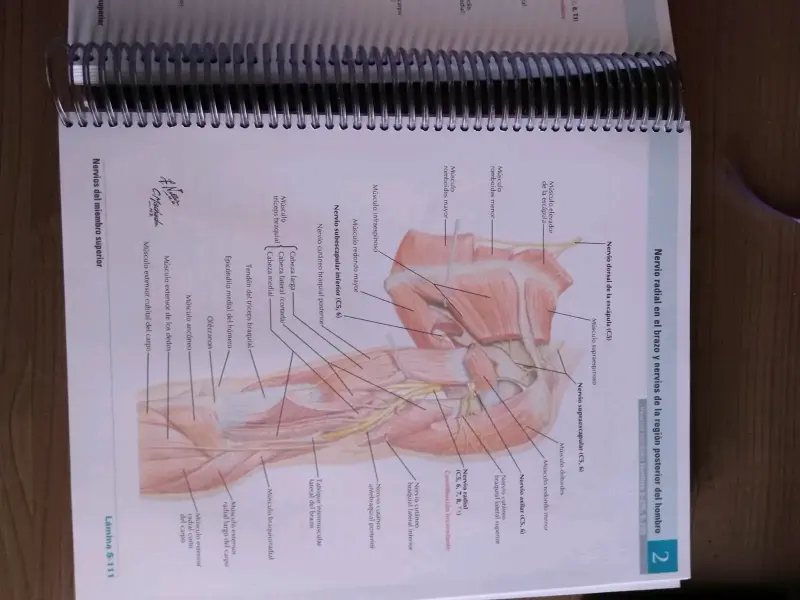Atlas de Anatomía Humana Netter 8va Edición - 3