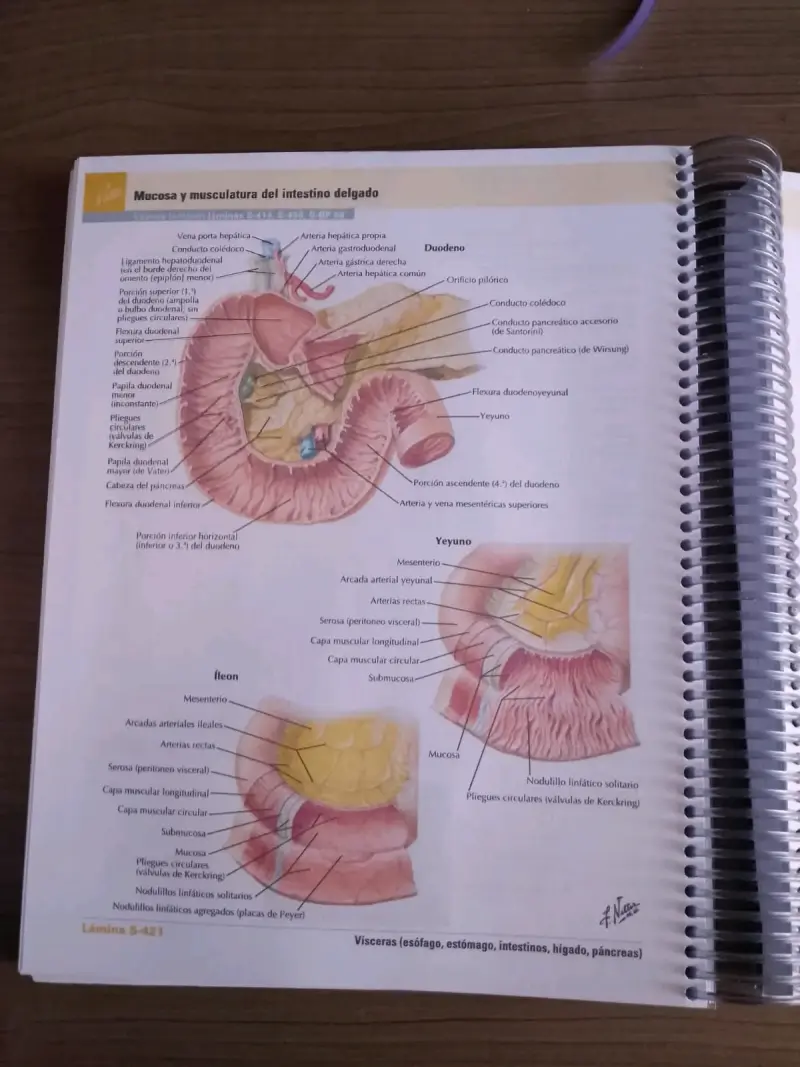 Atlas de Anatomía Humana Netter 8va Edición - 4