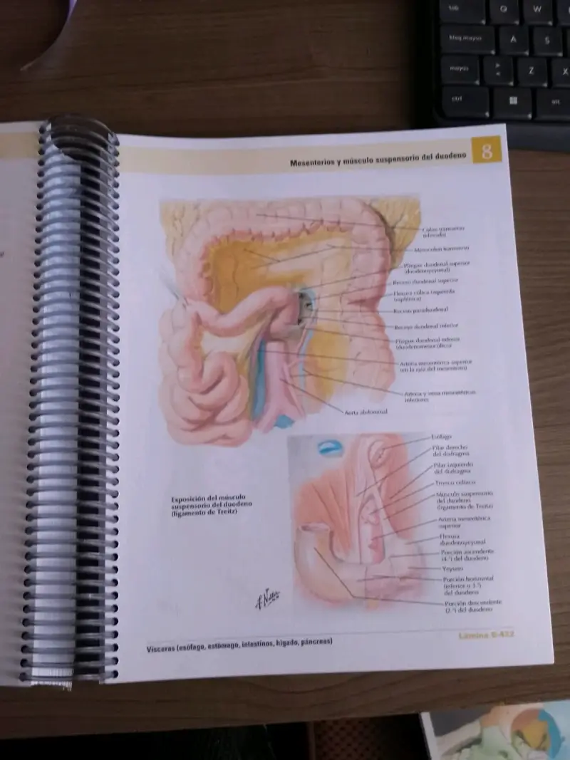 Atlas de Anatomía Humana Netter 8va Edición - 5