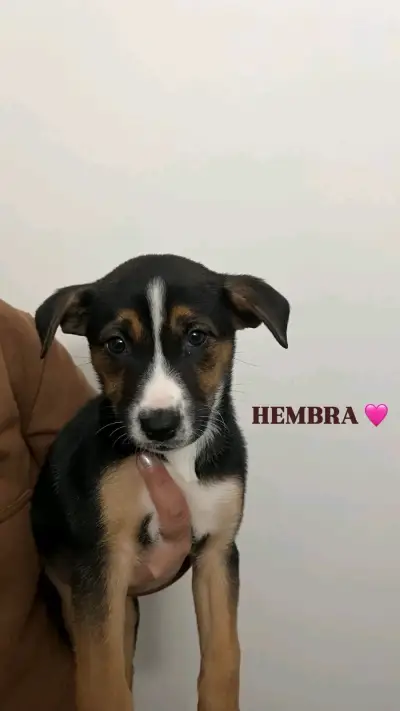 Cachorras mestiza (pitbull)en adopción - miniatura 1