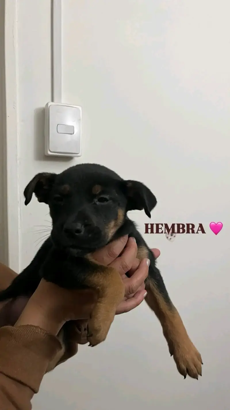 Cachorras hembra en adopción - 1