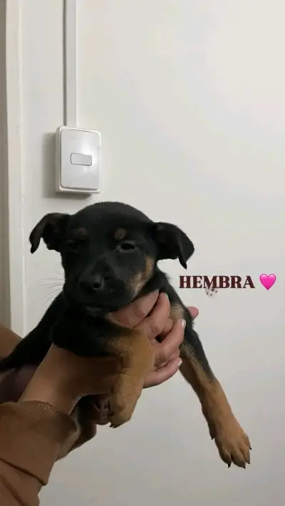 Cachorras hembra en adopción - miniatura 1