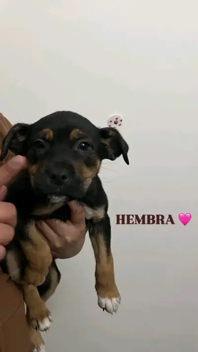 Cachorras hembra en adopción - miniatura 2
