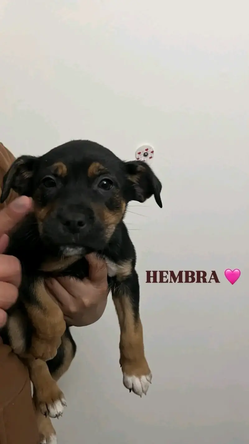 Cachorras mezcla pitbull