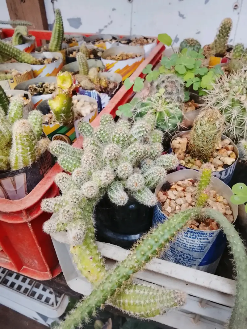 Colección de cactus y suculentas en macetas - 1
