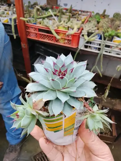 Colección de cactus y suculentas en macetas - miniatura 3