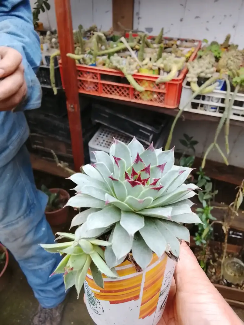 Colección de cactus y suculentas en macetas - 6