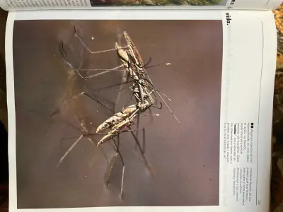 Libro 'La Tierra en Que Vivimos' de Álvaro Barros - miniatura 4