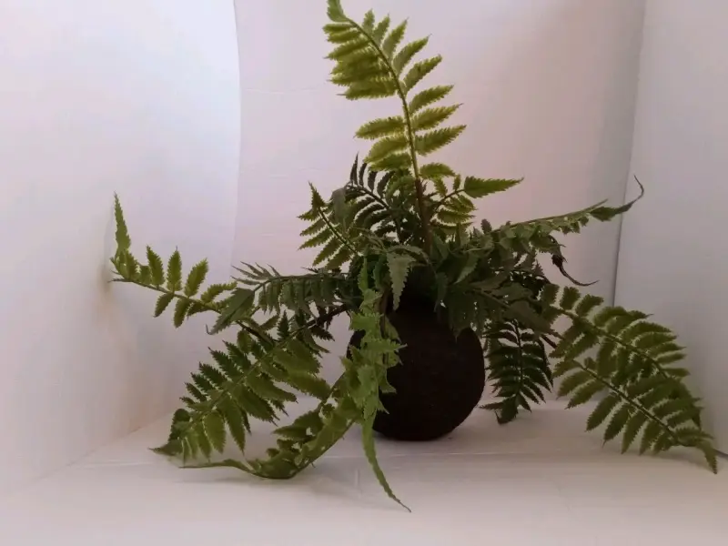 Planta Artificial Estilo Helecho Con Pelota De Mus - 2