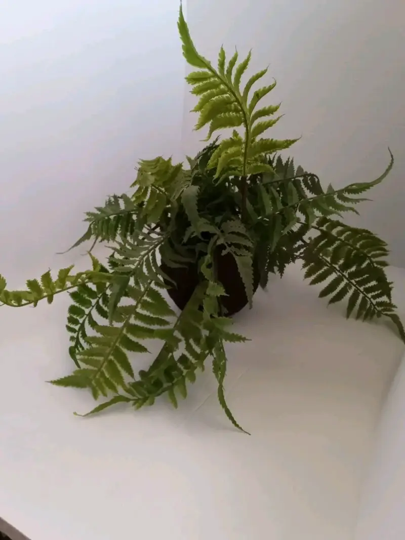 Planta Artificial Estilo Helecho Con Pelota De Mus - 3