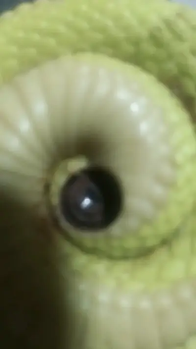 Figura decorativa de serpiente verde - miniatura 5