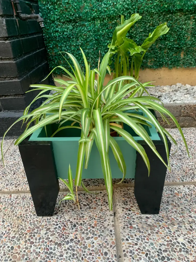 Macetero de madera verde con patas negras - 1