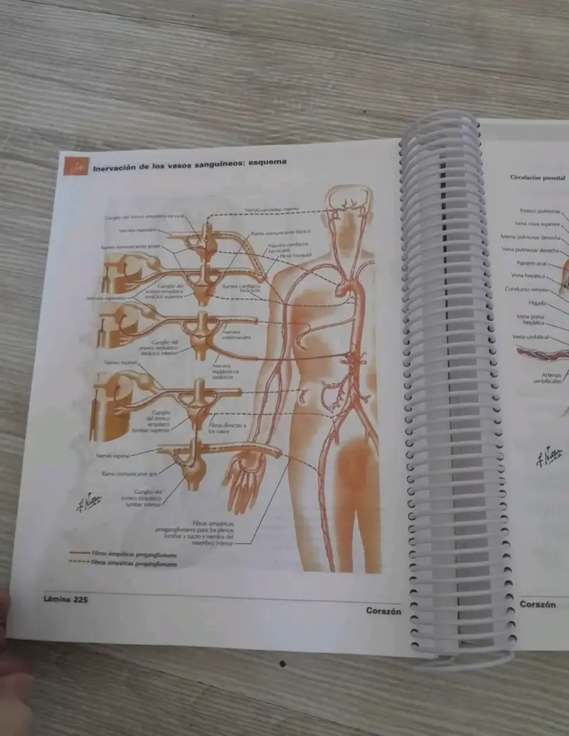 Atlas de Anatomía Humana 6ª Edición Frank H. Netter - 2