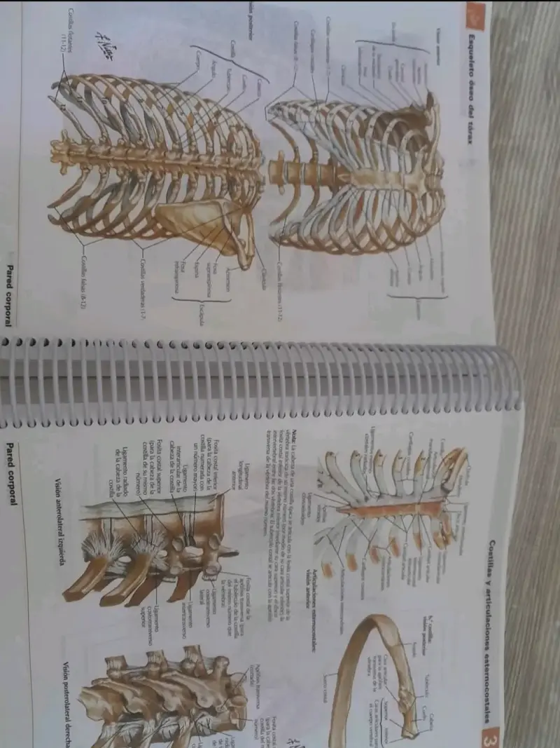 Atlas de Anatomía Humana 6ª Edición Frank H. Netter - 3