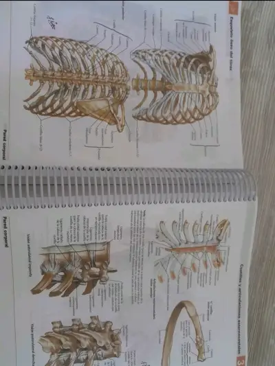 Atlas de Anatomía Humana 6ª Edición Frank H. Netter - miniatura 3