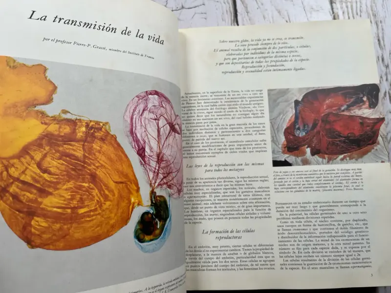 La Vida De Los Animales - La Evolución De La vida - 5