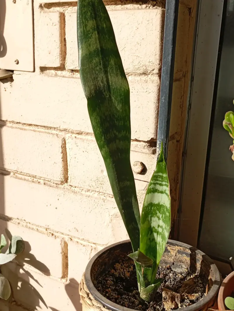 Planta Sansevieria en maceta decorativa