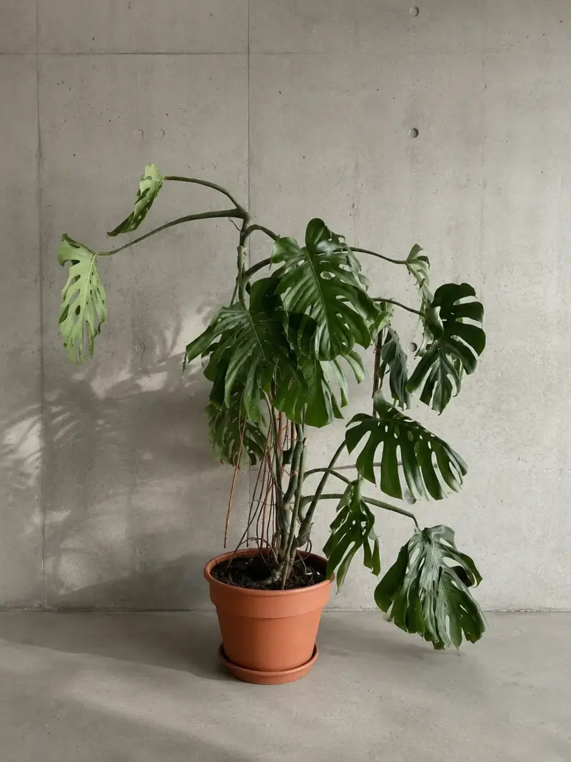 Planta Monstera Deliciosa en Maceta