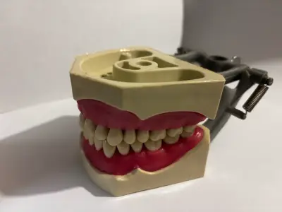 Modelo anatómico dental articulado con herramienta - miniatura 1