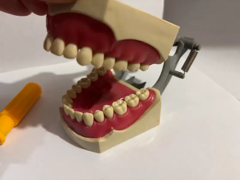 Modelo anatómico dental articulado con herramienta - 2