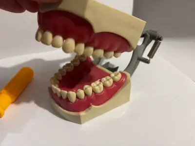 Modelo anatómico dental articulado con herramienta - miniatura 2